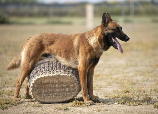Formación de perro policía
 - Foto, imagen