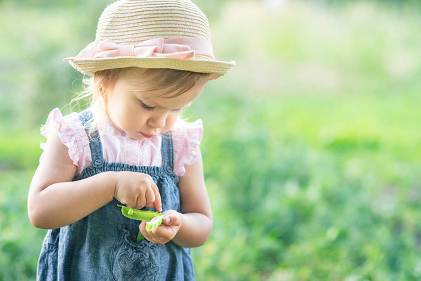 little farmer girl in hat eating pea pod in summer garden. Healthy eating for kid concept - Foto, Imagen