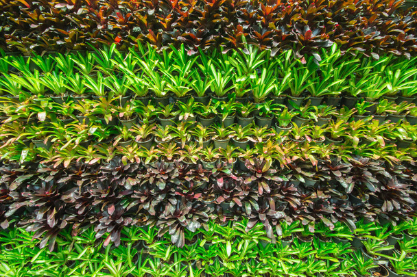 Background the bromeliad in the garden. - Photo, Image