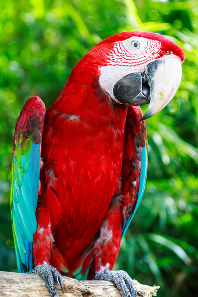 red macaw - Foto, Imagen
