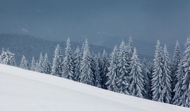 winter - Valokuva, kuva