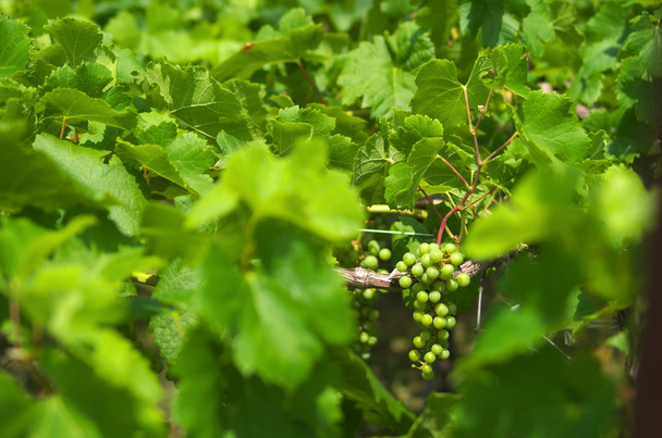 zachwycający zielony winogron - Zdjęcie, obraz