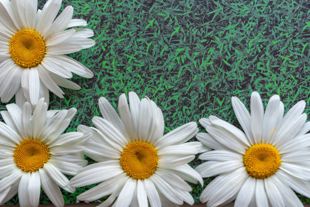 Chamomile on a green grassy background. copy space  - Photo, Image