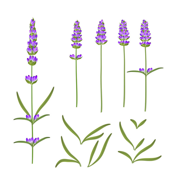 Provence flowers collection. Set of lavender flowers elements. Violet flowers kit. Fashion summer print bundle. Elements for invitation card and your template design. Vector illustration. - Vektor, Bild