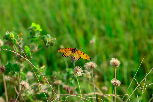 Motýli vysává nektar ze žlutých květů - Fotografie, Obrázek