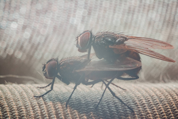 Maridaje de dos moscas, fotografía de primer plano del período de apareamiento de las moscas
. - Foto, Imagen