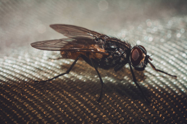 Maridaje de dos moscas, fotografía de primer plano del período de apareamiento de las moscas
. - Foto, imagen