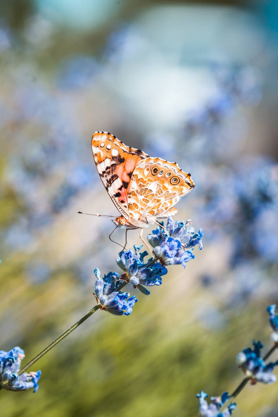Πεταλούδα πεταλούδων με μπλε λεβάντα λουλούδια μακρο έντομο φύση κοντά καλοκαίρι - Φωτογραφία, εικόνα