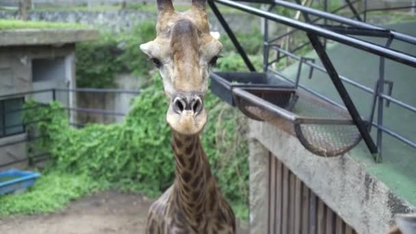 Cute Giraffe.The concept of animals in the zoo.  - Footage, Video