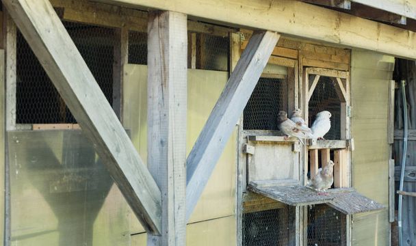 diverse specie di piccioni viaggiatori dentro e intorno alla loro colombaia
 - Foto, immagini