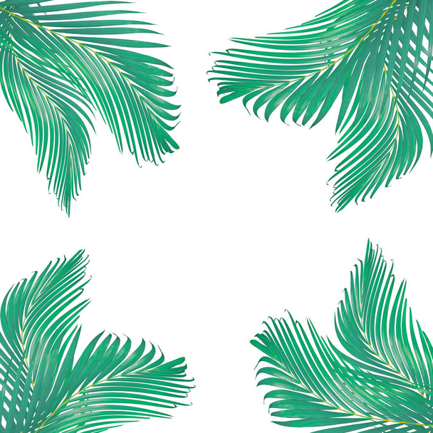 Příroda opouští rám pro text vyrobený ze zeleného palmového listu izolovaného  - Fotografie, Obrázek