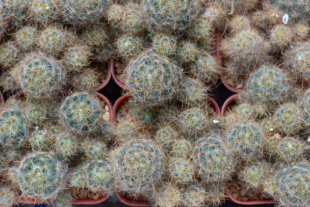 Bel fiore di cactus del deserto primo piano
  - Foto, immagini