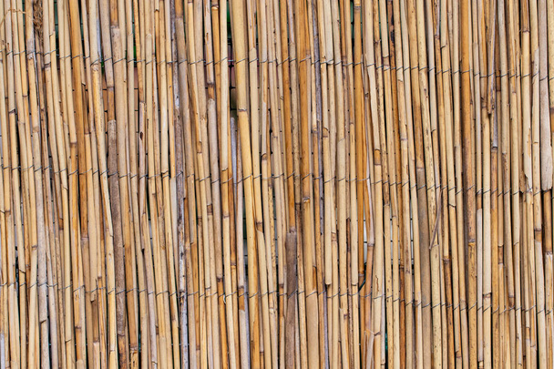 fondo abstracto con cañas, textura de fondo
 - Foto, Imagen