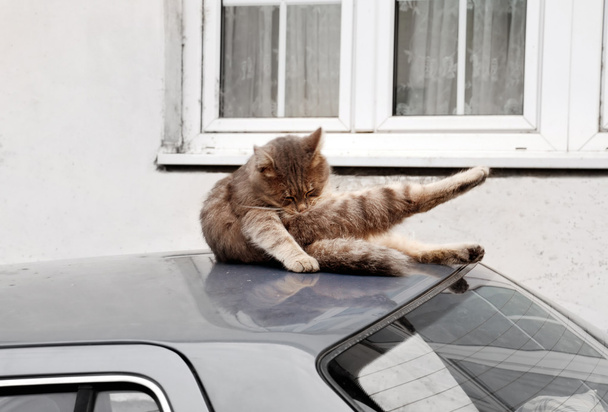 Gato en el techo del coche
 - Foto, Imagen