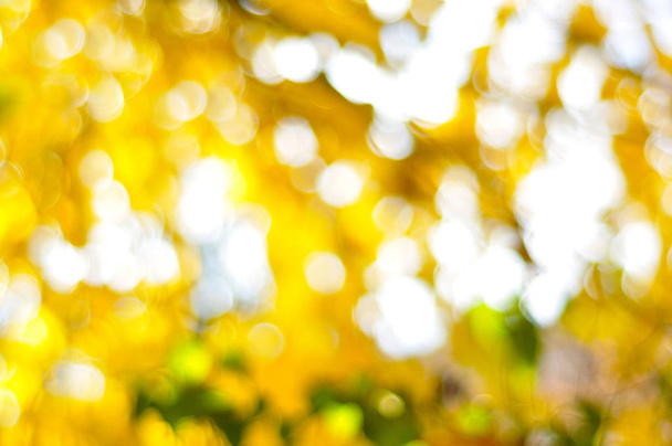 Herfst seizoen kleuren achtergrond, uit focus  - Foto, afbeelding