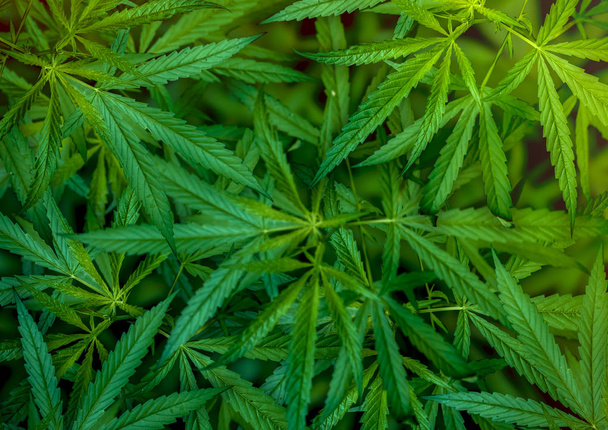 Marijuana leaf illustrations on cannabis Dark background, beautiful background, top corner picture - Photo, Image