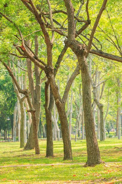 Yeşil çayır da ağaçların Satır , Tayland - Fotoğraf, Görsel