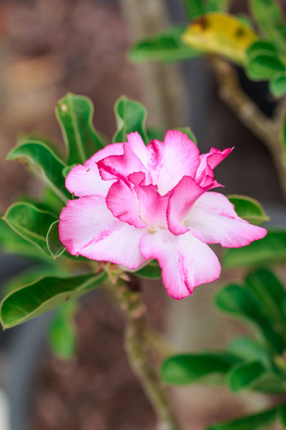 Lys Impala, rose du désert, faux azalée, pinkbignonia, fleur d'adénium - Photo, image