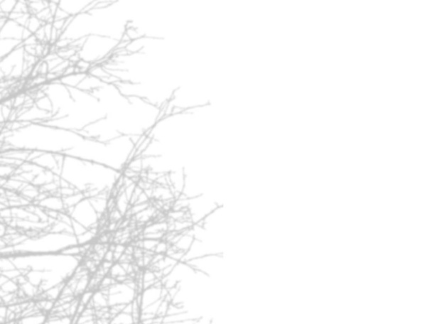 тінь гілок дерева, які не мають листя на білій стіні
 - Фото, зображення