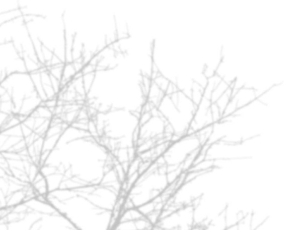 sombra de las ramas de los árboles que no hay hojas en la pared blanca
 - Foto, imagen