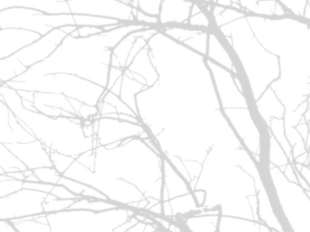 σκιά των υποκαταστημάτων του δέντρου που δεν αφήνει σε λευκό τοίχο - Φωτογραφία, εικόνα