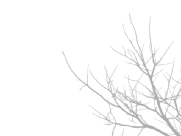 beyaz duvarda yaprak yok ağaç dalları gölgesi - Fotoğraf, Görsel