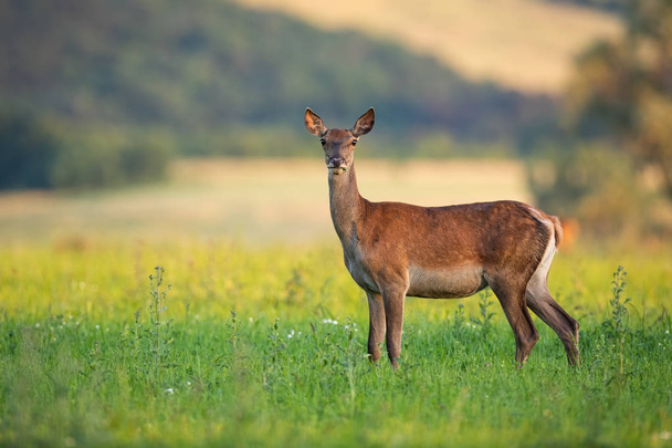Za letního večera, stojícího na louce, napjatý červený jelen s teplým světlem - Fotografie, Obrázek