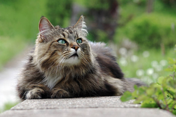 A pretty Norwegian Forest Cat lies relaxed and curious on a garden wall - Photo, Image