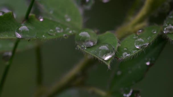 Druppels water op het blad zachtjes wuivende - Video