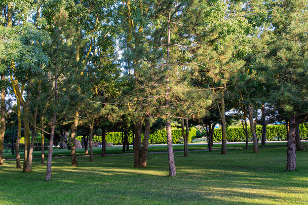 公園の夕日の光の中で松の木と美しい緑の草原。松林生態学の概念. - 写真・画像