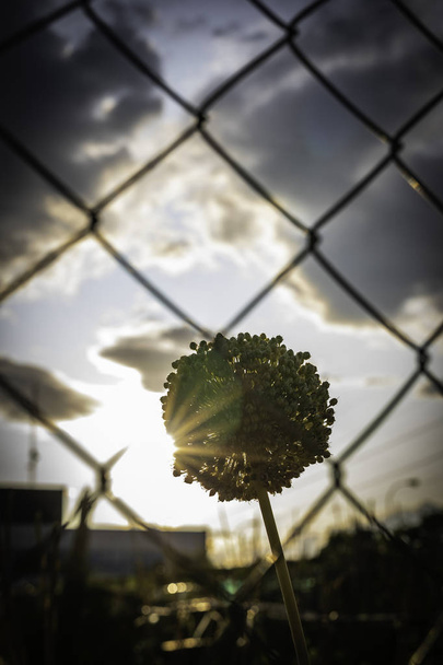 Ακτίνες του ήλιου μέσα από ένα λουλούδι σκόρδο δει μέσα από ένα μεταλλικό φράχτη - Φωτογραφία, εικόνα