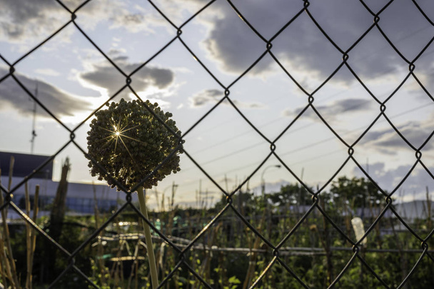 Promienie słoneczne przez kwiat czosnku widziany przez ogrodzenie metalowego drutu - Zdjęcie, obraz