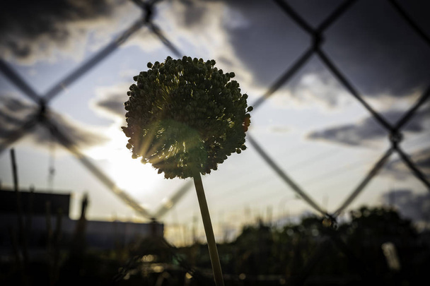 Rayos de sol a través de una flor de ajo visto a través de una cerca de alambre de metal
 - Foto, Imagen