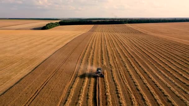 Raccolto su un campo di grano raccolti. Vista aerea 4k
 - Filmati, video