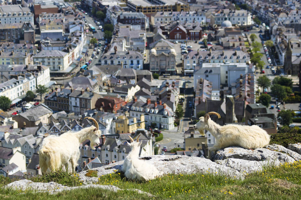 Trio of Great Orme Goats High above Llandudno, Wales, GB, Yhdistynyt kuningaskunta
 - Valokuva, kuva