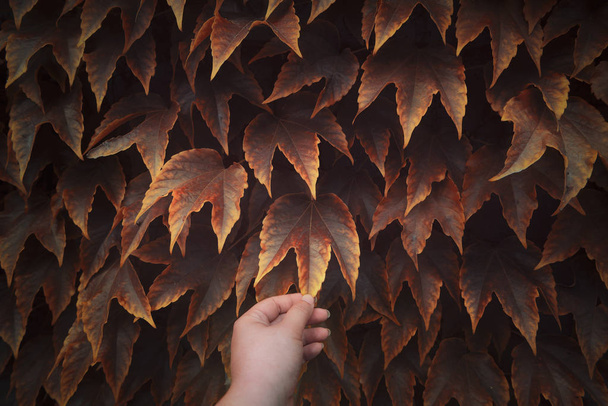 Fondo de hojas de otoño rojo. Mano agarrando una hoja
 - Foto, imagen