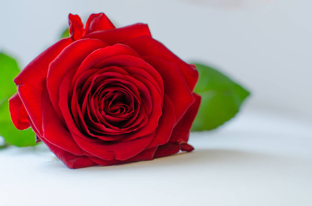 Close up of single red rose on grey background, top view. - Foto, imagen