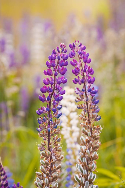 soft and bright violet, fuchsia and lilac flowers of lupin or bluebonnets in warm rays of summer evening sun, environmental colorful blur background - Фото, изображение