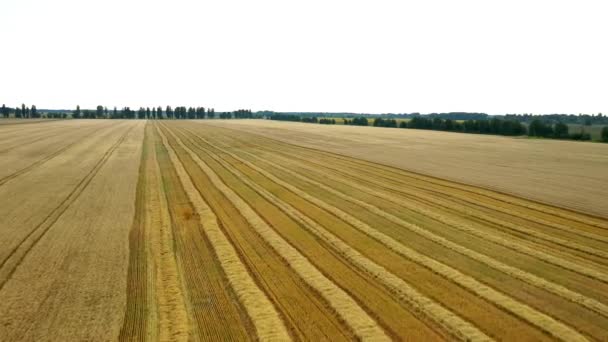 4K壮大なストレートダウンズームアウト回転空中ビューの2つの組み合わせ収穫小麦の収穫 - 映像、動画