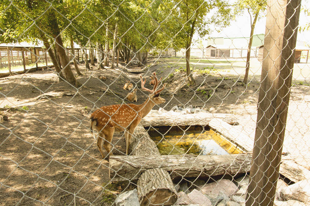 Sika cervo nella riserva
 - Foto, immagini