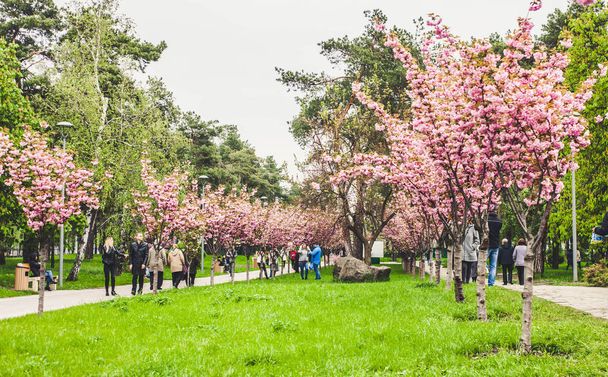 Rose cherry blossom alley at Kyoto (Kioto) park, Kyiv, Ukraine - Fotoğraf, Görsel
