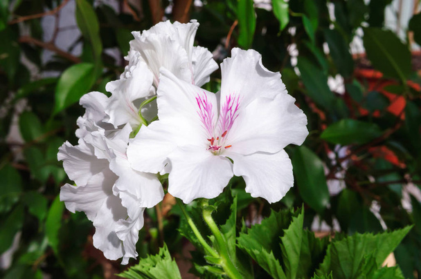 庭のロイヤルゼラニウムの白い花. - 写真・画像