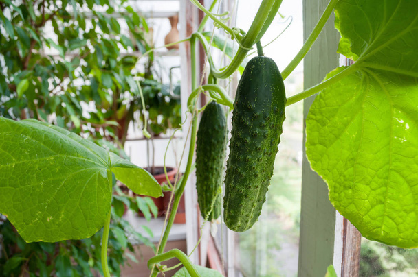 Green cucumber growing on the balcony of the house. - Photo, Image