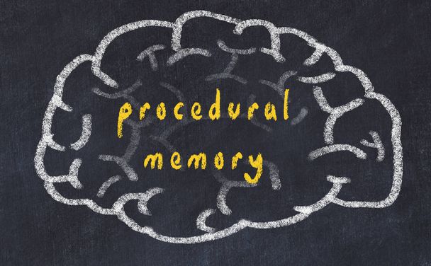 Drawind van menselijk brein op krijtbord met inscriptie procedureel geheugen - Foto, afbeelding