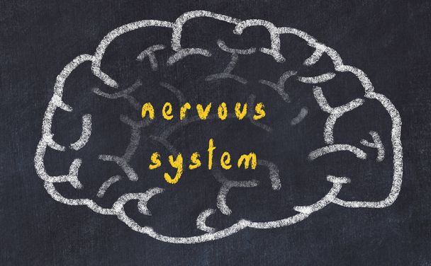 Drawind του ανθρώπινου εγκεφάλου στον πίνακα με επιγραφή νευρικό σύστημα - Φωτογραφία, εικόνα