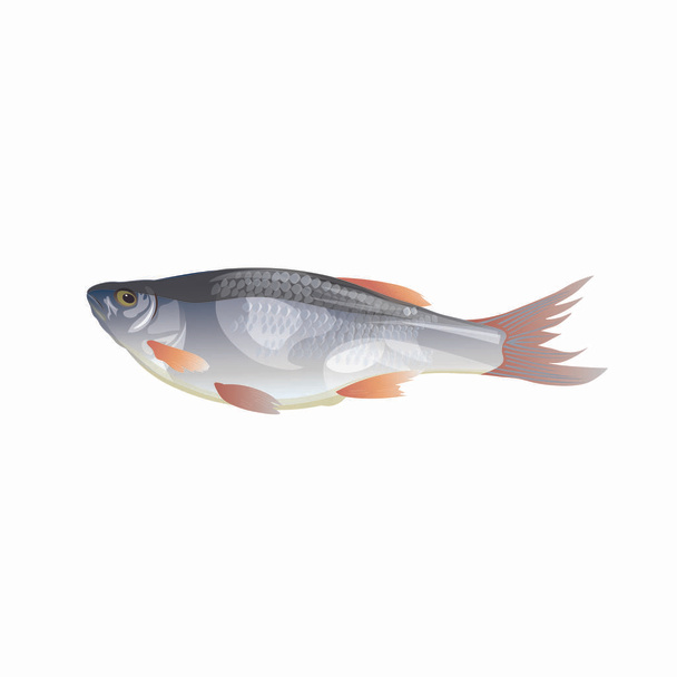 Freshwater fish roach - Вектор,изображение