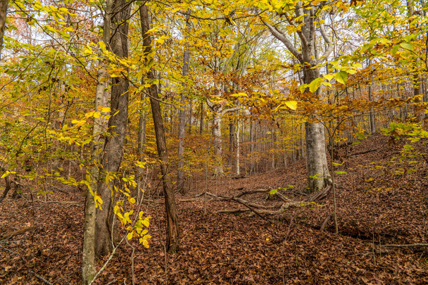 színes őszi fák - Fotó, kép