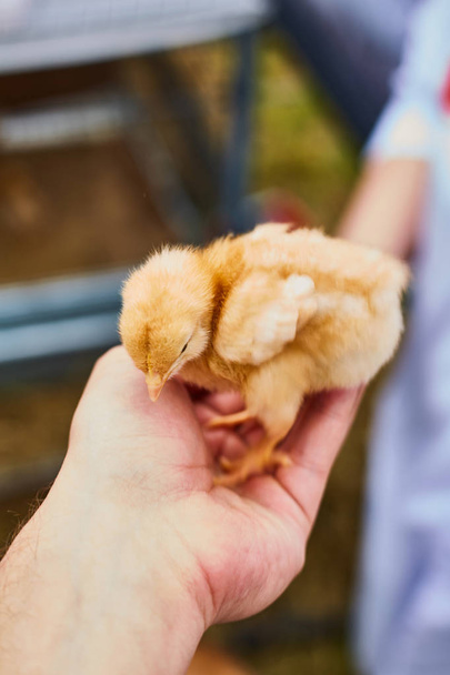 Little cute chicken in the palm of a man - Photo, Image