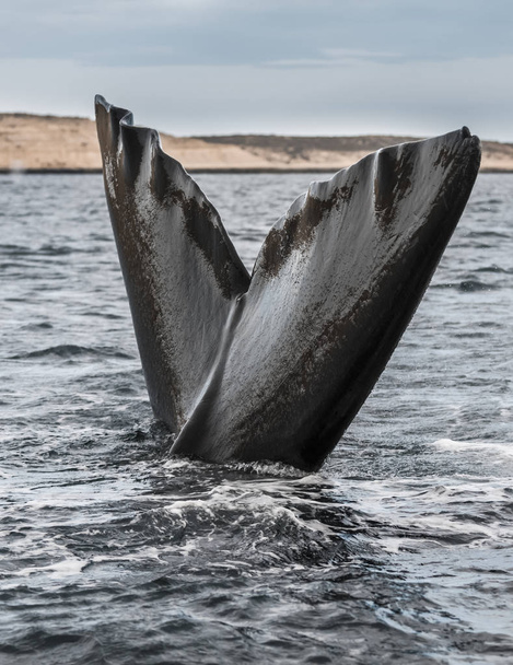 Cola de ballena franca, Península Valdés, Patagonia, Argentina
 - Foto, Imagen