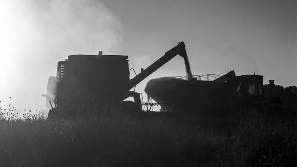 Soybean harvest in Argentine countryside, La Pampa, Argentina - Photo, Image
